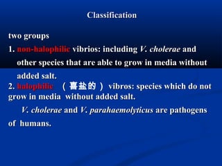 two groupstwo groups
1.1. non-halophilicnon-halophilic vibrios: includingvibrios: including V. choleraeV. cholerae andand
other species that are able to grow in media withoutother species that are able to grow in media without
added salt.added salt.
2.2. halophilichalophilic （（喜盐的） vibros: species which do notvibros: species which do not
grow in media without added salt.grow in media without added salt.
V. choleraeV. cholerae andand V. parahaemolyticusV. parahaemolyticus are pathogensare pathogens
of humans.of humans.
ClassificationClassification
 