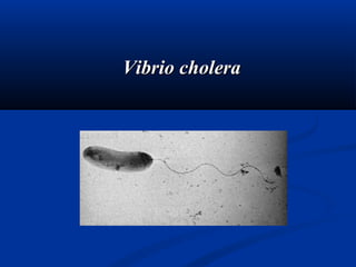 Vibrio choleraVibrio cholera
 