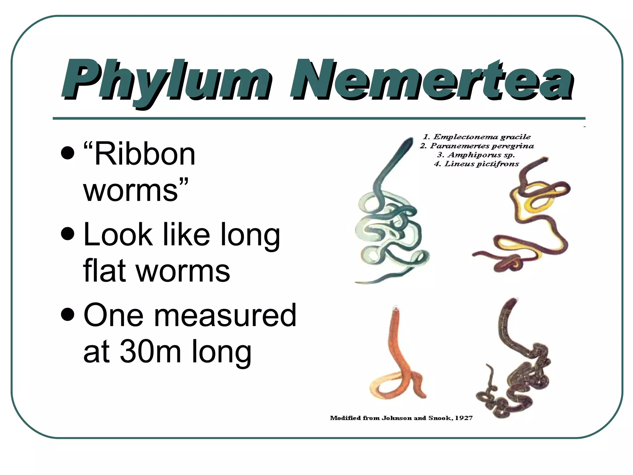 Phylum Nemertea “ Ribbon worms” Look like long flat worms One measured at 30m long 