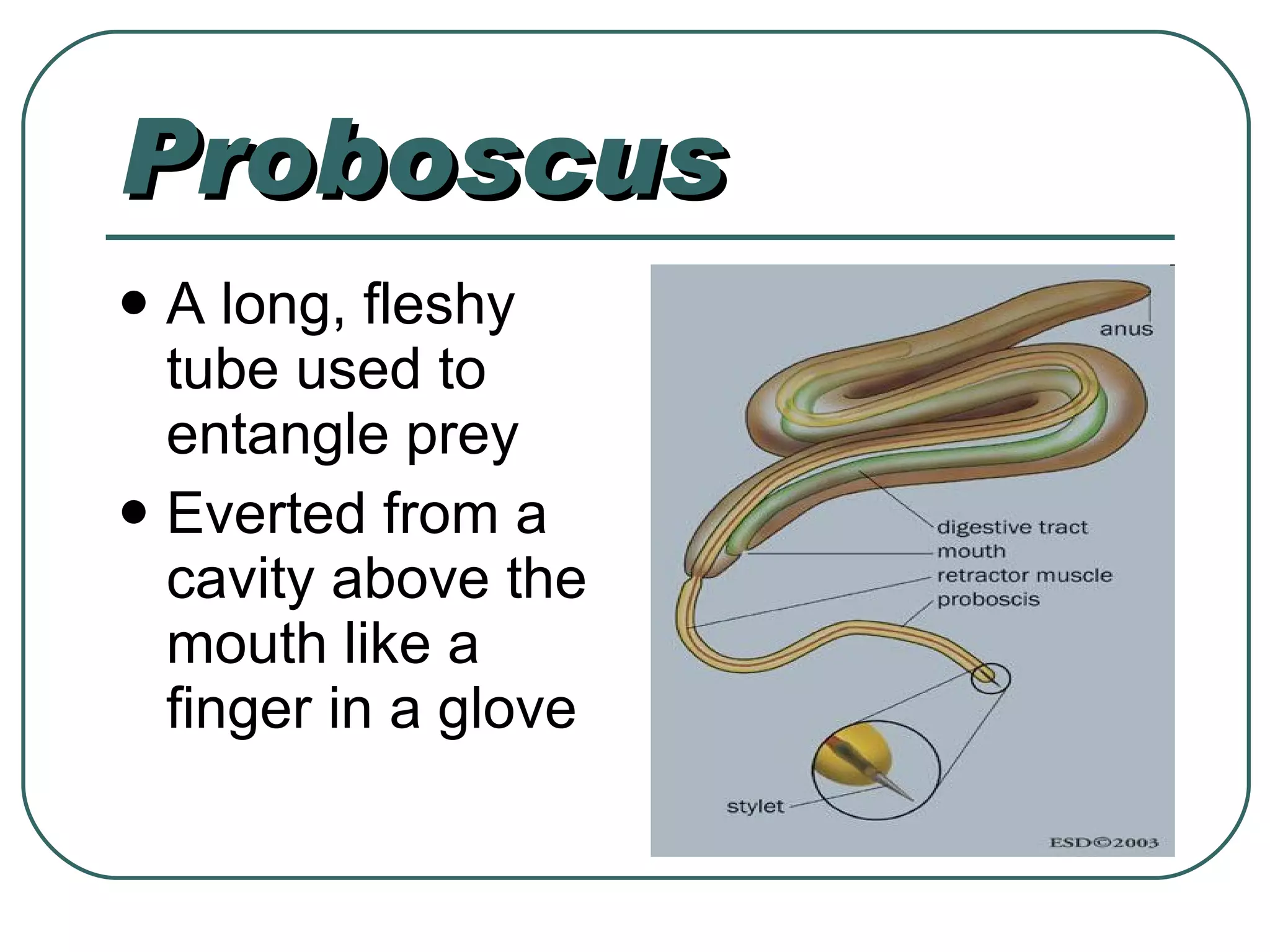 Proboscus A long, fleshy tube used to entangle prey Everted from a cavity above the mouth like a finger in a glove 