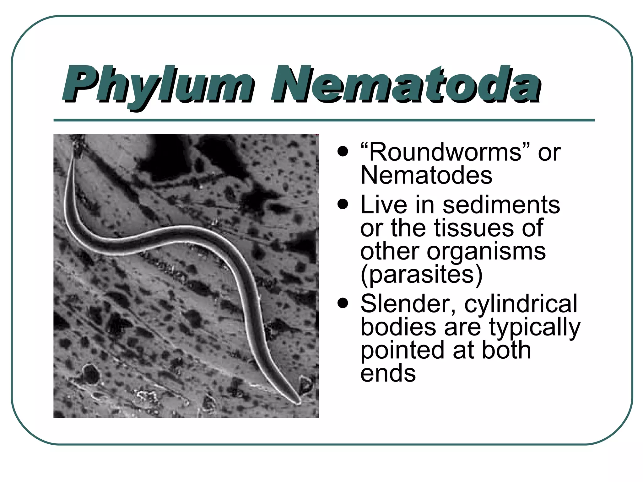 Phylum Nematoda “ Roundworms” or Nematodes Live in sediments or the tissues of other organisms (parasites) Slender, cylindrical bodies are typically pointed at both ends 
