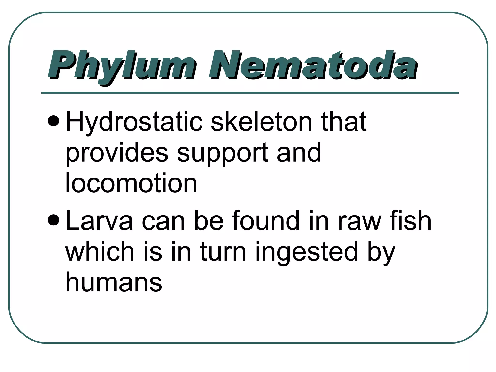 Phylum Nematoda Hydrostatic skeleton that provides support and locomotion Larva can be found in raw fish which is in turn ingested by humans 