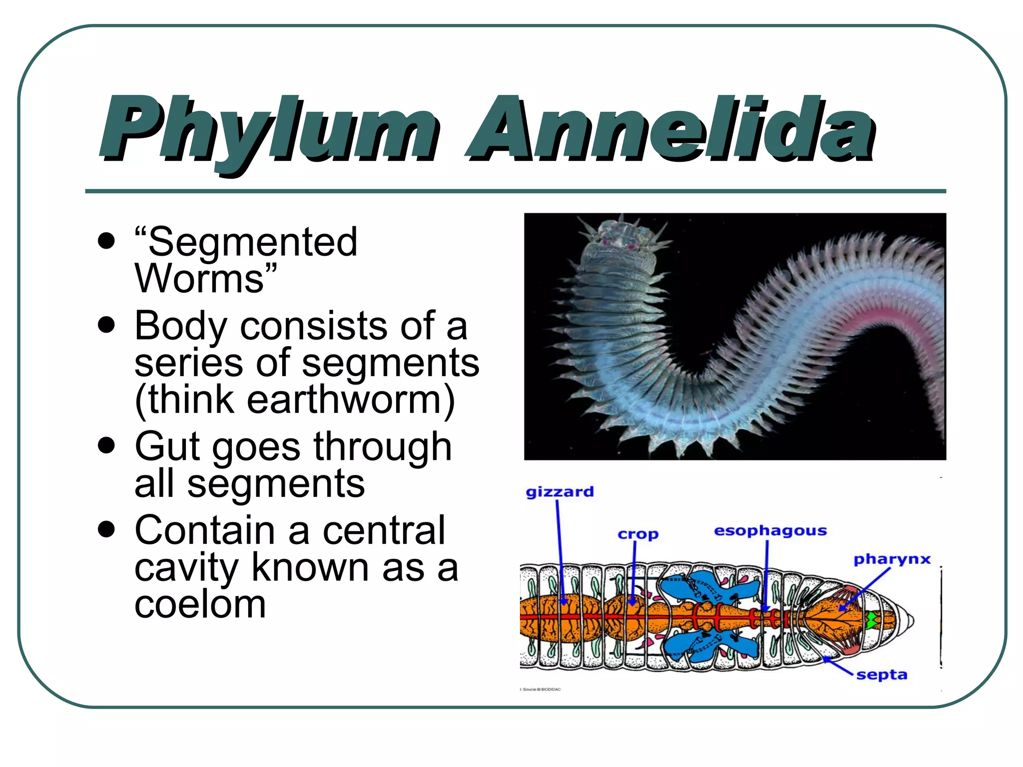 Phylum Annelida “ Segmented Worms” Body consists of a series of segments (think earthworm) Gut goes through all segments Contain a central cavity known as a coelom 