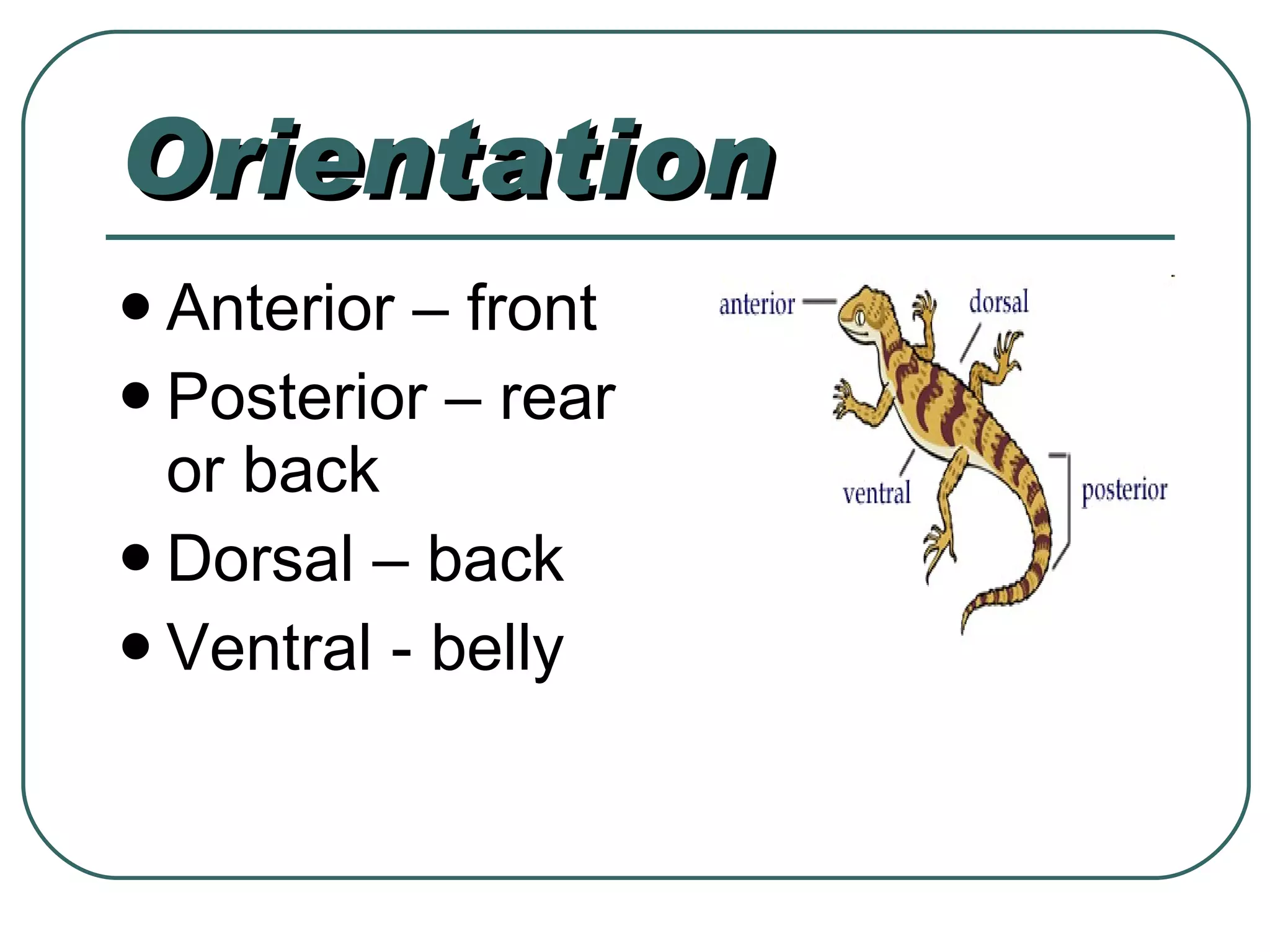 Orientation Anterior – front Posterior – rear or back Dorsal – back Ventral - belly 