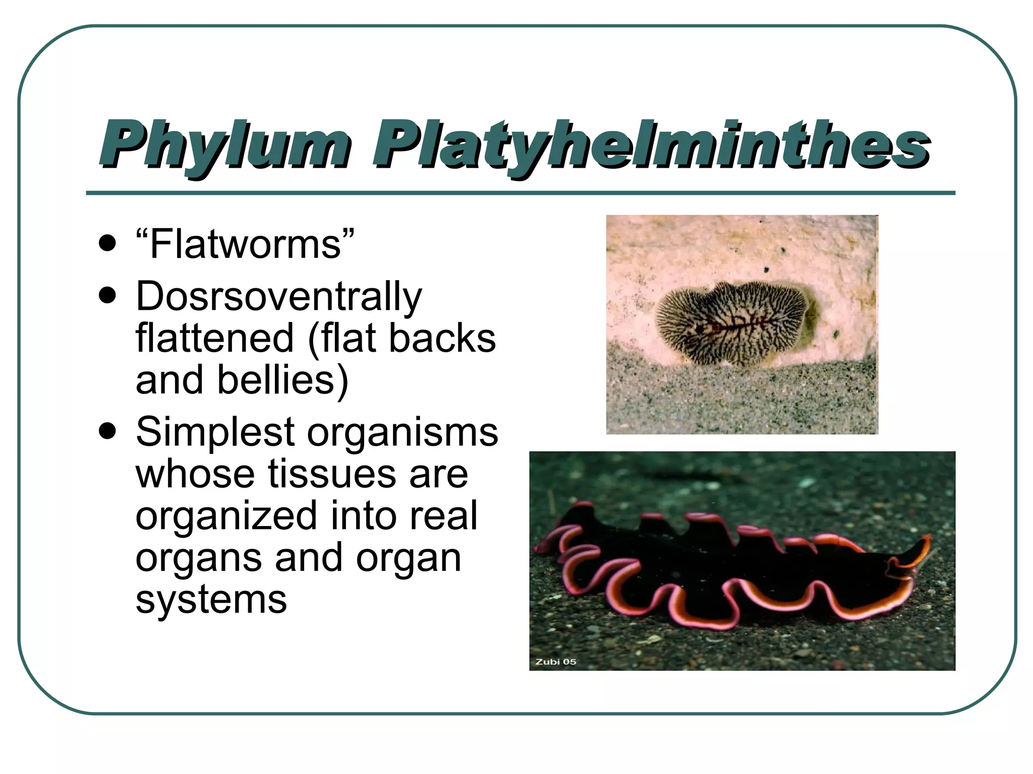 Phylum Platyhelminthes “ Flatworms” Dosrsoventrally flattened (flat backs and bellies) Simplest organisms whose tissues are organized into real organs and organ systems 