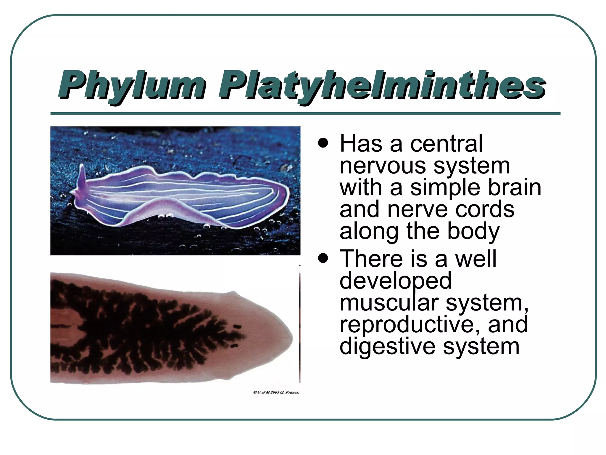 Phylum Platyhelminthes Has a central nervous system with a simple brain and nerve cords along the body There is a well developed muscular system, reproductive, and digestive system 