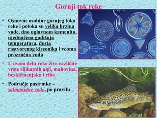 Gornji tok reke
• Osnovne osobine gornjeg toka
  reke i potoka su velika brzina
  vode, dno uglavnom kamenito,
  ujednačena godišnja
  temperatura, dosta
  rastvorenog kiseonika i veoma
  prozračna voda
• U ovom delu reke žive različite
  vrste silikatnih algi, mahovina,
  beskičmenjaka i riba
• Područje pastrmke –
  salmonidne vode, po pravilu
 
