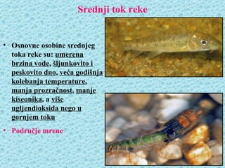 Srednji tok reke


• Osnovne osobine srednjeg
  toka reke su: umerena
  brzina vode, šljunkovito i
  peskovito dno, veća godišnja
  kolebanja temperature,
  manja prozračnost, manje
  kiseonika, a više
  ugljendioksida nego u
  gornjem toku
• Područje mrene
 