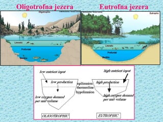 Oligotrofna jezera   Eutrofna jezera
 