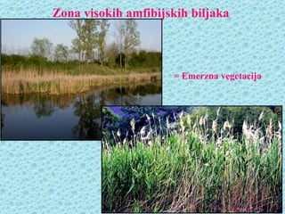 Zona visokih amfibijskih biljaka



                     = Emerzna vegetacija
 
