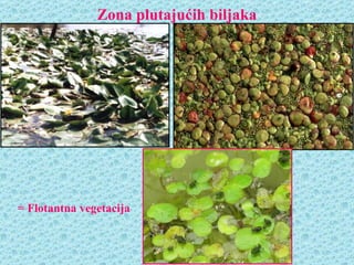 Zona plutajućih biljaka




= Flotantna vegetacija
 