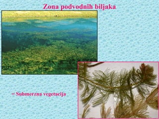 Zona podvodnih biljaka




= Submerzna vegetacija
 
