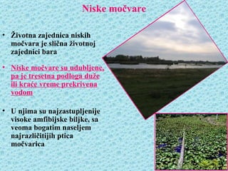 Niske močvare

• Životna zajednica niskih
  močvara je slična životnoj
  zajednici bara

• Niske močvare su udubljene,
  pa je tresetna podloga duže
  ili kraće vreme prekrivena
  vodom

• U njima su najzastupljenije
  visoke amfibijske biljke, sa
  veoma bogatim naseljem
  najrazličitijih ptica
  močvarica
 