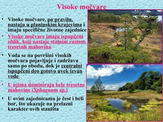 Visoke močvare
• Visoke močvare, po pravilu,
  nastaju u planinskim krajevima i
  imaju specifične životne zajednice
• Visoke močvare imaju ispupčeni
  oblik, koji nastaje stalnim rastom
  tresetnh mahovina
• Voda se na površini visokih
  močvara pojavljuje i zadržava
  samo po obodu, dok je centralni
  ispupčeni deo gotovo uvek izvan
  vode
• U njima dominiraju bele tresetne
  mahovine (Sphagnum sp.)
• U ovim zajednicama je čest i beli
  bor, što ukazuje na prelazni
  karakter ovih staništa
 