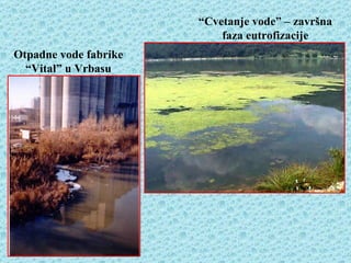 “Cvetanje vode” – završna
                           faza eutrofizacije
Otpadne vode fabrike
  “Vital” u Vrbasu
 