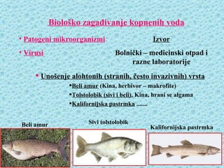 Biološko zagađivanje kopnenih voda
• Patogeni mikroorganizmi                         Izvor
• Virusi                           Bolnički – medicinski otpad i
                                        razne laboratorije
      Unošenje alohtonih (stranih, često invazivnih) vrsta
                 Beli amur (Kina, herbivor – makrofite)
                 Tolstolobik (sivi i beli), Kina, hrani se algama
                 Kalifornijska pastrmka .......


Beli amur               Sivi tolstolobik
                                                 Kalifornijska pastrmka
 