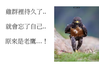 雞群裡待久了..
就會忘了自己..
原來是老鷹…！
 
