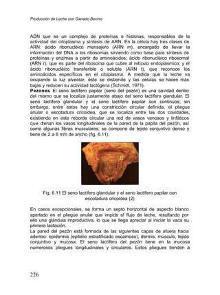 Producción de Leche con Ganado Bovino
226
ADN que es un complejo de proteínas e histonas, responsables de la
actividad del citoplasma y síntesis de ARN. En la célula hay tres clases de
ARN: ácido ribonucléico mensajero (ARN m), encargado de llevar la
información del DNA a los ribosomas sirviendo como base para síntesis de
proteínas y enzimas a partir de aminoácidos; ácido ribonucléico ribosomal
(ARN r), que es parte del ribosoma que cubre al retículo endoplásmico; y el
ácido ribonucléico transferible o soluble (ARN t), que reconoce los
aminoácidos específicos en el citoplasma. A medida que la leche va
ocupando la luz alveolar, éste se distiende y las células se hacen más
bajas y reducen su actividad lactógena (Schmidt, 1971).
Pezones. El seno lactífero papilar (seno del pezón) es una cavidad dentro
del mismo que se localiza justamente abajo del seno lactífero glandular. El
seno lactífero glandular y el seno lactífero papilar son continuos; sin
embargo, entre estos hay una constricción circular definida, el pliegue
anular o escotadura cricoidea, que se localiza entre las dos cavidades,
existiendo en este reborde circular una red de vasos venosos y linfáticos
que drenan los vasos longitudinales de la pared de la papila del pezón, así
como algunas fibras musculares; se compone de tejido conjuntivo denso y
tiene de 2 a 6 mm de ancho (fig. 6.11).
Fig. 6.11 El seno lactífero glandular y el seno lactífero papilar con
escotadura cricoidea (2)
En casos excepcionales, se forma un septo horizontal de aspecto blanco
aperlado en el pliegue anular que impide el flujo de leche, resultando por
ello una glándula improductiva, lo que se llega apreciar al iniciar la vaca su
primera lactación.
La pared del pezón está formada de las siguientes capas de afuera hacia
adentro: epidermis (epitelio estratificado escamoso), dermis, músculo, tejido
conjuntivo y mucosa. El seno lactífero del pezón tiene en la mucosa
numerosos pliegues longitudinales y circulares. Estos pliegues tienden a
 