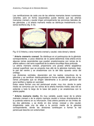 Anatomía y Fisiología de la Glándula Mamaria
229
Las ramificaciones de cada una de las arterias mamarias tienen numerosas
variantes, pero en forma esquemática puede decirse que las arterias
mamarias craneal y caudal irrigan principalmente las porciones laterales de
las glándulas, y la arteria mamaria media se d
istribuye medialmente a los
senos lactíferos (fig. 6.12).
Fig. 6.12 Arteria y vena mamaria craneal y caudal, vista dorsal y lateral.
* Arteria mamaria craneal. Se distribuye en el parénquima de la glándula
correspondiente, a poca distancia de la pared abdominal. Esta arteria envía
algunas ramas ascendentes que pueden anastomosarse con ramas de la
arteria safena o del ramo superficial de la arteria circunfleja ilíaca profunda.
La arteria mamaria craneal, proporciona una gruesa arteria epigástrica
craneal superficial, que se proyecta mas allá de la glándula mamaria, bajo
la piel del vientre y se anastomosa con la del lado opuesto cerca del
ombligo.
Las divisiones ventrales, descienden por los septos conjuntivos de la
glándula y se ramifican distribuyéndose en forma variable, dando dos a tres
ramos principales que se dirigen lateralmente a la porción glandular del
seno lactífero y tejidos en vecindad.
Estos vasos forman una red perisinusal anular, muy rico, donde la parte
media se comunica por los ramos de la arteria mamaria media; esta red se
extiende a todo lo largo de la base del pezón y se anastomosa con la
arteria papilar.
* Arteria mamaria media. Es muy variable, puede nacer de la arteria
mamaria craneal o de la arteria mamaria caudal e incluso directamente de
la pudenda externa en su trifurcación. Esta arteria penetra en los límites de
las dos glándulas, y se divide en dos ramas: craneal y otra caudal,
dirigiéndose cada una de ellas a la porción media de la glándula
correspondiente, donde las divisiones contribuyen a formar la red
perisinusal descrita con anterioridad.
 