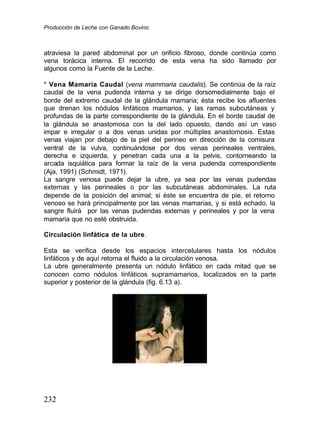 Producción de Leche con Ganado Bovino
232
atraviesa la pared abdominal por un orificio fibroso, donde continúa como
vena torácica interna. El recorrido de esta vena ha sido llamado por
algunos como la Fuente de la Leche.
* Vena Mamaria Caudal (vena mammaria caudalis). Se continúa de la raíz
caudal de la vena pudenda interna y se dirige dorsomedialmente bajo el
borde del extremo caudal de la glándula mamaria; ésta recibe los afluentes
que drenan los nódulos linfáticos mamarios, y las ramas subcutáneas y
profundas de la parte correspondiente de la glándula. En el borde caudal de
la glándula se anastomosa con la del lado opuesto, dando así un vaso
impar e irregular o a dos venas unidas por múltiples anastomosis. Estas
venas viajan por debajo de la piel del perineo en dirección de la comisura
ventral de la vulva, continuándose por dos venas perineales ventrales,
derecha e izquierda, y penetran cada una a la pelvis, contorneando la
arcada isquiática para formar la raíz de la vena pudenda correspondiente
(Aja, 1991) (Schmidt, 1971).
La sangre venosa puede dejar la ubre, ya sea por las venas pudendas
externas y las perineales o por las subcutáneas abdominales. La ruta
depende de la posición del animal; si éste se encuentra de pie, el retorno
venoso se hará principalmente por las venas mamarias, y si está echado, la
sangre fluirá por las venas pudendas externas y perineales y por la vena
mamaria que no esté obstruida.
Circulación linfática de la ubre.
Esta se verifica desde los espacios intercelulares hasta los nódulos
linfáticos y de aquí retorna el fluido a la circulación venosa.
La ubre generalmente presenta un nódulo linfático en cada mitad que se
conocen como nódulos linfáticos supramamarios, localizados en la parte
superior y posterior de la glándula (fig. 6.13 a).
 
