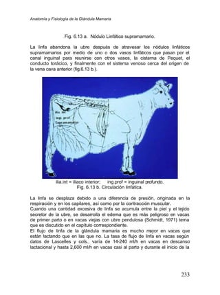 Anatomía y Fisiología de la Glándula Mamaria
233
Fig. 6.13 a. Nódulo Linfático supramamario.
La linfa abandona la ubre después de atravesar los nódulos linfáticos
supramamarios por medio de uno o dos vasos linfáticos que pasan por el
canal inguinal para reunirse con otros vasos, la cisterna de Pequet, el
conducto torácico, y finalmente con el sistema venoso cerca del origen de
la vena cava anterior (fig.6.13 b.).
ilia.int = iliaco interior; ing.prof = inguinal profundo.
Fig. 6.13 b. Circulación linfática.
La linfa se desplaza debido a una diferencia de presión, originada en la
respiración y en los capilares, así como por la contracción muscular.
Cuando una cantidad excesiva de linfa se acumula entre la piel y el tejido
secretor de la ubre, se desarrolla el edema que es más peligroso en vacas
de primer parto o en vacas viejas con ubre pendulosa (Schmidt, 1971) tema
que es discutido en el capítulo correspondiente.
El flujo de linfa de la glándula mamaria es mucho m
ayor en vacas que
están lactando que en las que no. La tasa de flujo de linfa en vacas según
datos de Lascelles y cols., varía de 14-240 ml/h en vacas en descanso
lactacional y hasta 2,600 ml/h en vacas casi al parto y durante el inicio de la
 
