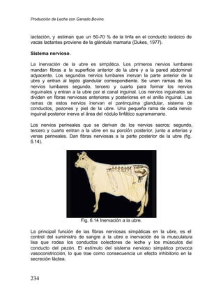 Producción de Leche con Ganado Bovino
234
lactación, y estiman que un 50-70 % de la linfa en el conducto torácico de
vacas lactantes proviene de la glándula mamaria (Dukes, 1977).
Sistema nervioso.
La inervación de la ubre es simpática. Los primeros nervios lumbares
mandan fibras a la superficie anterior de la ubre y a la pared abdominal
adyacente. Los segundos nervios lumbares inervan la parte anterior de la
ubre y entran al tejido glandular correspondiente. Se unen ramas de los
nervios lumbares segundo, tercero y cuarto para formar los nervios
inguinales y entran a la ubre por el canal inguinal. Los nervios inguinales se
dividen en fibras nerviosas anteriores y posteriores en el anillo inguinal. Las
ramas de estos nervios inervan el parénquima glandular, sistema de
conductos, pezones y piel de la ubre. Una pequeña rama de cada nervio
inguinal posterior inerva el área del nódulo linfático supramamario.
Los nervios perineales que se derivan de los nervios sacros: segundo,
tercero y cuarto entran a la ubre en su porción posterior, junto a arterias y
venas perineales. Dan fibras nerviosas a la parte posterior de la ubre (fig.
6.14).
Fig. 6.14 Inervación a la ubre.
La principal función de las fibras nerviosas simpáticas en la ubre, es el
control del suministro de sangre a la ubre e inervación de la musculatura
lisa que rodea los conductos colectores de leche y los músculos del
conducto del pezón. El estímulo del sistema nervioso simpático provoca
vasoconstricción, lo que trae como consecuencia un efecto inhibitorio en la
secreción láctea.
 