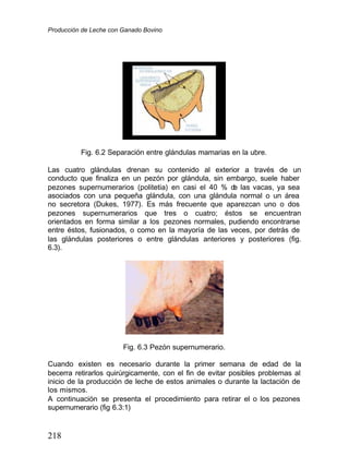 Producción de Leche con Ganado Bovino
218
Fig. 6.2 Separación entre glándulas mamarias en la ubre.
Las cuatro glándulas drenan su contenido al exterior a través de un
conducto que finaliza en un pezón por glándula, sin embargo, suele haber
pezones supernumerarios (politetia) en casi el 40 % d
e las vacas, ya sea
asociados con una pequeña glándula, con una glándula normal o un área
no secretora (Dukes, 1977). Es más frecuente que aparezcan uno o dos
pezones supernumerarios que tres o cuatro; éstos se encuentran
orientados en forma similar a los pezones normales, pudiendo encontrarse
entre éstos, fusionados, o como en la mayoría de las veces, por detrás de
las glándulas posteriores o entre glándulas anteriores y posteriores (fig.
6.3).
Fig. 6.3 Pezón supernumerario.
Cuando existen es necesario durante la primer semana de edad de la
becerra retirarlos quirúrgicamente, con el fin de evitar posibles problemas al
inicio de la producción de leche de estos animales o durante la lactación de
los mismos.
A continuación se presenta el procedimiento para retirar el o los pezones
supernumerario (fig 6.3:1)
 