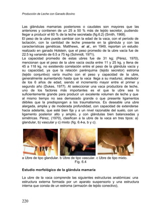 Producción de Leche con Ganado Bovino
220
Las glándulas mamarias posteriores o caudales son mayores que las
anteriores y contienen de un 25 a 50 % más de tejido secretor, pudiendo
llegar a producir el 60 % de la leche secretada (fig.6.2) (Smith, 1968).
El peso de la ubre puede cambiar con la edad de la vaca, con el período de
lactación, con la cantidad de leche presente en la glándula y con las
características genéticas. Matthews, e
et
t a
al
l.
.,
, en 1949, reportan un estudio
realizado en ganado Holstein, que el peso promedio de la ubre vacía fue de
22.5 kg variando de 6.5 a 75 kg (Schmidt, 1971).
La capacidad promedio de estas ubres fue de 31 kg; (Pérez, 1970),
mencionan que el peso de la ubre vacía oscila entre 11 y 25 kg, y llena de
45 a 118 kg, no existiendo correlación entre el peso de la glándula vacía y
su capacidad, ya que la relación parénquima (tejido secretor) estroma
(tejido conjuntivo) varía mucho con el peso y capacidad de la ubre,
generalmente aumentando hasta que la vaca llega a su madurez, alrededor
de los 6 años de edad, siendo el incremento mayor entre el primer y
segundo año (Dukes, 1977). Al seleccionar una vaca productora de leche,
uno de los factores más importantes es el que la ubre sea lo
suficientemente grande para producir un excelente volumen de leche y que
al mismo tiempo no sea demasiado grande o que presente ligamentos
débiles que la predispongan a los traumatismos. Es deseable una ubre
alargada, amplia y de moderada profundidad, con capacidad de extenderse
hacia adelante, que esté bien fija y a un nivel razonable del suelo, con un
ligamento posterior alto y amplio, y con glándulas bien balanceadas y
simétricas. Pérez, (1970), clasifican a la ubre de la vaca en tres tipos: a)
glandular, b) vascular y c) mixto (fig. 6.4-a, b y c).
a Ubre de tipo glandular. b Ubre de tipo vascular. c Ubre de tipo mixto.
Fig. 6.4
Estudio morfológico de la glándula mamaria
La ubre de la vaca comprende las siguientes estructuras anatómicas: una
estructura externa formada por un aparato suspensorio y una estructura
interna que consta de un estroma (armazón de tejido conectivo),
 