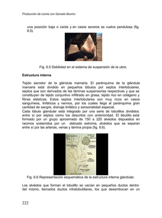 Producción de Leche con Ganado Bovino
222
una posición baja o caída y en casos severos se vuelve pendulosa (fig.
6.5).
Fig. 6.5 Debilidad en el sistema de suspensión de la ubre.
Estructura interna
Tejido secretor de la glándula mamaria. El parénquima de la glándula
mamaria está dividido en pequeños lóbulos por septos ínterlobulares,
septos que son derivados de las láminas suspensorias respectivas y que se
constituyen de tejido conjuntivo infiltrado en grasa, tejido rico en colágeno y
fibras elásticas. Estos septos ínterlobulares son muy ricos en vasos
sanguíneos, linfáticos y nervios, por los cuales llega al parénquima gran
cantidad de sangre, drenaje linfático y sensorialidad especial.
Cada lóbulo glandular está integrado por una serie de lobulillos divididos
entre sí por séptos como los descritos con anterioridad. El l
obulillo está
formado por un grupo aproximado de 150 a 220 alvéolos dispuestos en
racimos sostenidos por un delicado estroma, alvéolos que se separan
entre sí por las arterias, venas y lámina propia (fig. 6.6).
Fig. 6.6 Representación esquemática de la estructura interna glandular.
Los alvéolos que forman el lobulillo se vacían en pequeños ductos dentro
del mismo, llamados ductos intralobulillares, los que desembocan en un
 