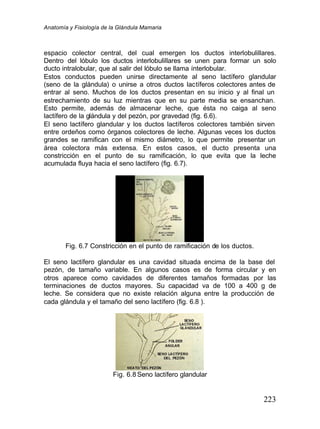 Anatomía y Fisiología de la Glándula Mamaria
223
espacio colector central, del cual emergen los ductos interlobulillares.
Dentro del lóbulo los ductos interlobulillares se unen para formar un solo
ducto intralobular, que al salir del lóbulo se llama ínterlobular.
Estos conductos pueden unirse directamente al seno lactífero glandular
(seno de la glándula) o unirse a otros ductos lactíferos colectores antes de
entrar al seno. Muchos de los ductos presentan en su inicio y al final un
estrechamiento de su luz mientras que en su parte media se ensanchan.
Esto permite, además de almacenar leche, que ésta no caiga al seno
lactífero de la glándula y del pezón, por gravedad (fig. 6.6).
El seno lactífero glandular y los ductos lactíferos colectores también sirven
entre ordeños como órganos colectores de leche. Algunas veces los ductos
grandes se ramifican con el mismo diámetro, lo que permite presentar un
área colectora más extensa. En estos casos, el ducto presenta una
constricción en el punto de su ramificación, lo que evita que la leche
acumulada fluya hacia el seno lactífero (fig. 6.7).
Fig. 6.7 Constricción en el punto de ramificación de los ductos.
El seno lactífero glandular es una cavidad situada encima de la base del
pezón, de tamaño variable. En algunos casos es de forma circular y en
otros aparece como cavidades de diferentes tamaños formadas por las
terminaciones de ductos mayores. Su capacidad va de 100 a 400 g de
leche. Se considera que no existe relación alguna entre la producción de
cada glándula y el tamaño del seno lactífero (fig. 6.8 ).
Fig. 6.8 Seno lactífero glandular
 