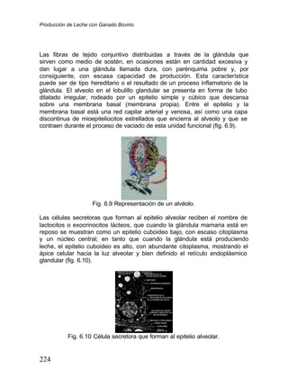 Producción de Leche con Ganado Bovino
224
Las fibras de tejido conjuntivo distribuidas a través de la glándula que
sirven como medio de sostén, en ocasiones están en cantidad excesiva y
dan lugar a una glándula llamada dura, con parénquima pobre y, por
consiguiente, con escasa capacidad de producción. Esta característica
puede ser de tipo hereditario o el resultado de un proceso inflamatorio de la
glándula. El alveolo en el lobulillo glandular se presenta en forma de tubo
dilatado irregular, rodeado por un epitelio simple y cúbico que descansa
sobre una membrana basal (membrana propia). Entre el epitelio y la
membrana basal está una red capilar arterial y venosa, así como una capa
discontinua de mioepiteliocitos estrellados que encierra al alveolo y que se
contraen durante el proceso de vaciado de esta unidad funcional (fig. 6.9).
Fig. 6.9 Representación de un alvéolo.
Las células secretoras que forman al epitelio alveolar reciben el nombre de
lactocitos o exocrinocitos lácteos, que cuando la glándula mamaria está en
reposo se muestran como un epitelio cuboideo bajo, con escaso citoplasma
y un núcleo central; en tanto que cuando la glándula está produciendo
leche, el epitelio cuboideo es alto, con abundante citoplasma, mostrando el
ápice celular hacia la luz alveolar y bien definido el retículo endoplásmico
glandular (fig. 6.10).
Fig. 6.10 Célula secretora que forman al epitelio alveolar.
 