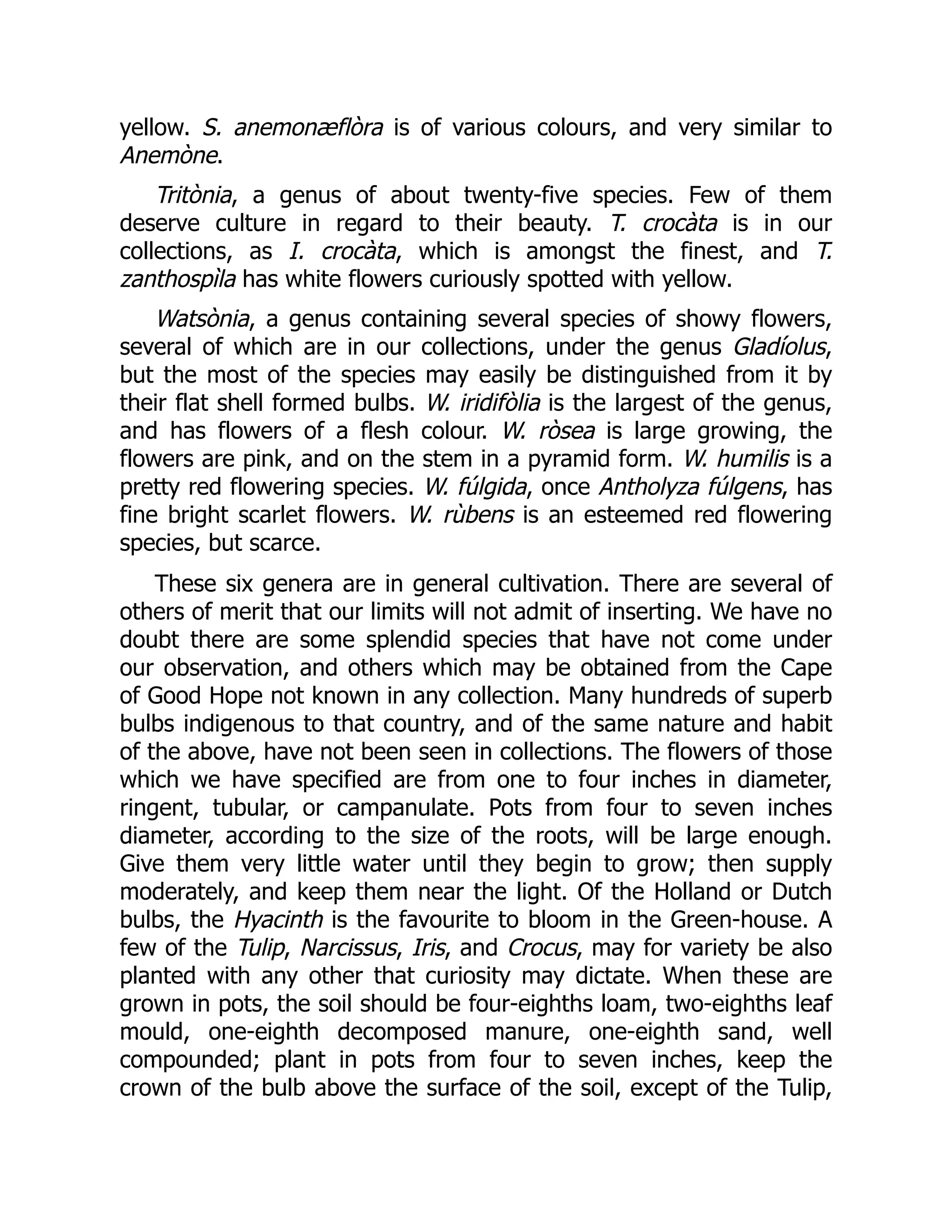 yellow. S. anemonæflòra is of various colours, and very similar to
Anemòne.
Tritònia, a genus of about twenty-five species. Few of them
deserve culture in regard to their beauty. T. crocàta is in our
collections, as I. crocàta, which is amongst the finest, and T.
zanthospìla has white flowers curiously spotted with yellow.
Watsònia, a genus containing several species of showy flowers,
several of which are in our collections, under the genus Gladíolus,
but the most of the species may easily be distinguished from it by
their flat shell formed bulbs. W. iridifòlia is the largest of the genus,
and has flowers of a flesh colour. W. ròsea is large growing, the
flowers are pink, and on the stem in a pyramid form. W. humilis is a
pretty red flowering species. W. fúlgida, once Antholyza fúlgens, has
fine bright scarlet flowers. W. rùbens is an esteemed red flowering
species, but scarce.
These six genera are in general cultivation. There are several of
others of merit that our limits will not admit of inserting. We have no
doubt there are some splendid species that have not come under
our observation, and others which may be obtained from the Cape
of Good Hope not known in any collection. Many hundreds of superb
bulbs indigenous to that country, and of the same nature and habit
of the above, have not been seen in collections. The flowers of those
which we have specified are from one to four inches in diameter,
ringent, tubular, or campanulate. Pots from four to seven inches
diameter, according to the size of the roots, will be large enough.
Give them very little water until they begin to grow; then supply
moderately, and keep them near the light. Of the Holland or Dutch
bulbs, the Hyacinth is the favourite to bloom in the Green-house. A
few of the Tulip, Narcissus, Iris, and Crocus, may for variety be also
planted with any other that curiosity may dictate. When these are
grown in pots, the soil should be four-eighths loam, two-eighths leaf
mould, one-eighth decomposed manure, one-eighth sand, well
compounded; plant in pots from four to seven inches, keep the
crown of the bulb above the surface of the soil, except of the Tulip,
 