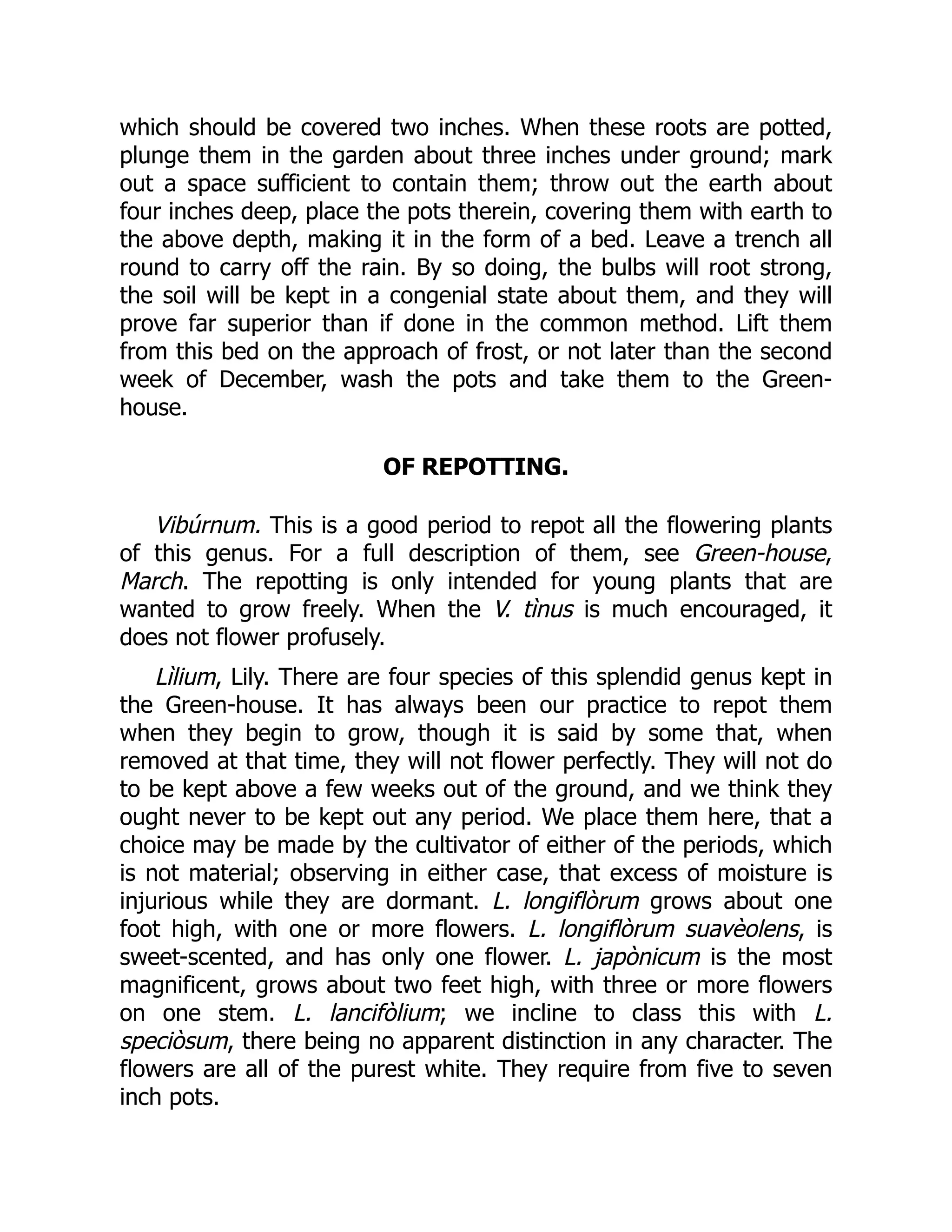 which should be covered two inches. When these roots are potted,
plunge them in the garden about three inches under ground; mark
out a space sufficient to contain them; throw out the earth about
four inches deep, place the pots therein, covering them with earth to
the above depth, making it in the form of a bed. Leave a trench all
round to carry off the rain. By so doing, the bulbs will root strong,
the soil will be kept in a congenial state about them, and they will
prove far superior than if done in the common method. Lift them
from this bed on the approach of frost, or not later than the second
week of December, wash the pots and take them to the Green-
house.
OF REPOTTING.
Vibúrnum. This is a good period to repot all the flowering plants
of this genus. For a full description of them, see Green-house,
March. The repotting is only intended for young plants that are
wanted to grow freely. When the V. tìnus is much encouraged, it
does not flower profusely.
Lìlium, Lily. There are four species of this splendid genus kept in
the Green-house. It has always been our practice to repot them
when they begin to grow, though it is said by some that, when
removed at that time, they will not flower perfectly. They will not do
to be kept above a few weeks out of the ground, and we think they
ought never to be kept out any period. We place them here, that a
choice may be made by the cultivator of either of the periods, which
is not material; observing in either case, that excess of moisture is
injurious while they are dormant. L. longiflòrum grows about one
foot high, with one or more flowers. L. longiflòrum suavèolens, is
sweet-scented, and has only one flower. L. japònicum is the most
magnificent, grows about two feet high, with three or more flowers
on one stem. L. lancifòlium; we incline to class this with L.
speciòsum, there being no apparent distinction in any character. The
flowers are all of the purest white. They require from five to seven
inch pots.
 