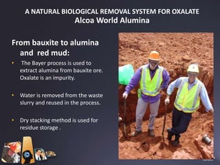A NATURAL BIOLOGICAL REMOVAL SYSTEM FOR OXALATE
                         Alcoa World Alumina

From bauxite to alumina
  and red mud:
•   The Bayer process is used to
    extract alumina from bauxite ore.
    Oxalate is an impurity.

• Water is removed from the waste
  slurry and reused in the process.

• Dry stacking method is used for
  residue storage .
 