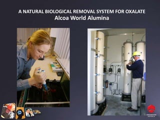 A NATURAL BIOLOGICAL REMOVAL SYSTEM FOR OXALATE
             Alcoa World Alumina
 