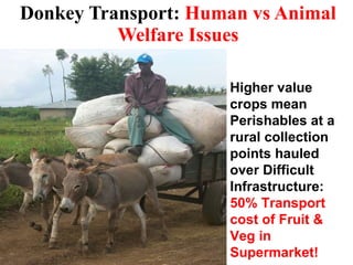Donkey Transport:  Human vs Animal Welfare Issues Higher value crops mean Perishables at a rural collection points hauled ...