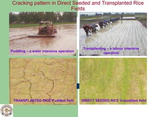 Puddling Rice Field Effect of establishment method and tillage of rice and wheat in the ...