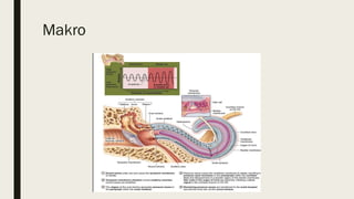 Bppv Classification Comprehensive Understanding of Vestibular System and Benign Paroxysmal ...