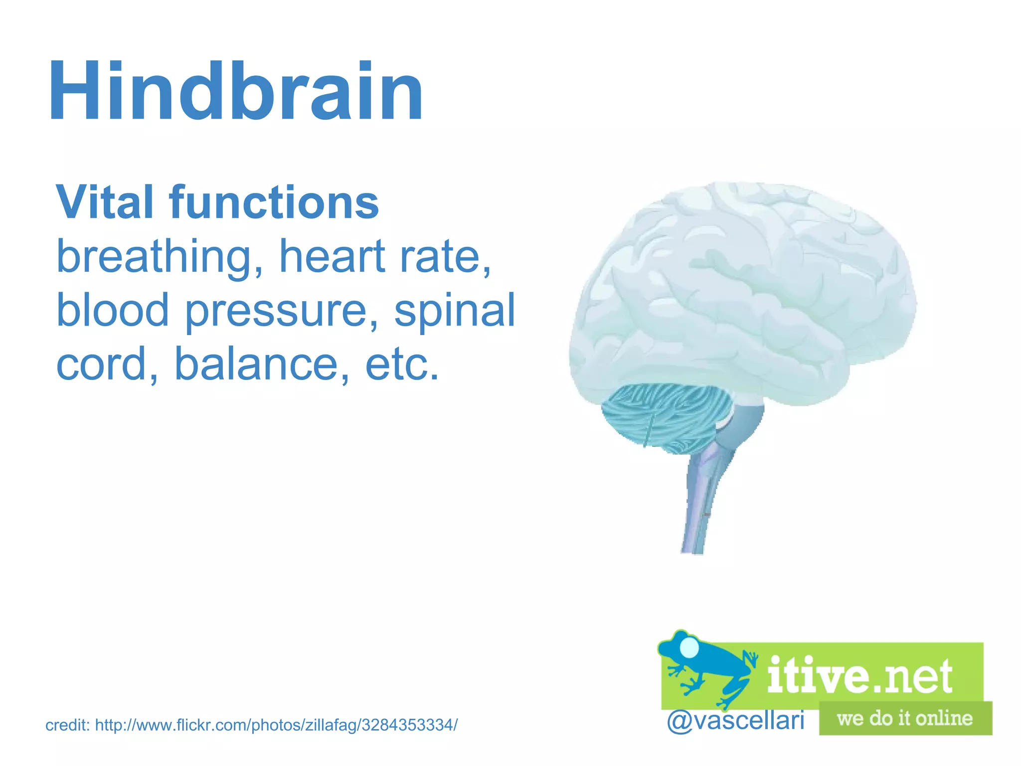 @vascellari Hindbrain Vital functions breathing, heart rate, blood pressure, spinal cord, balance, etc. credit: http://www.flickr.com/photos/zillafag/3284353334/ 