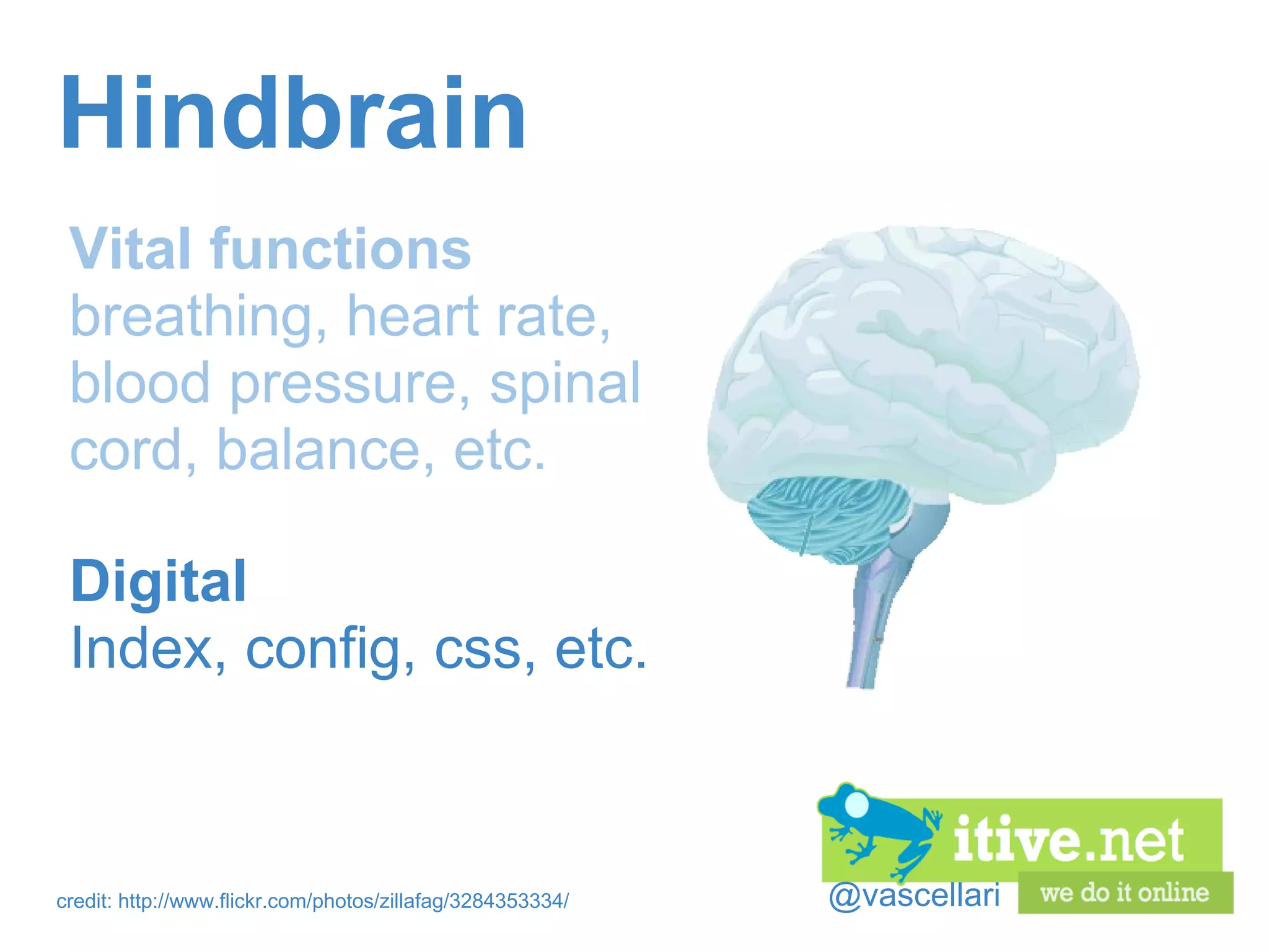 @vascellari Hindbrain Vital functions breathing, heart rate, blood pressure, spinal cord, balance, etc. credit: http://www.flickr.com/photos/zillafag/3284353334/ Digital Index, config, css, etc. 