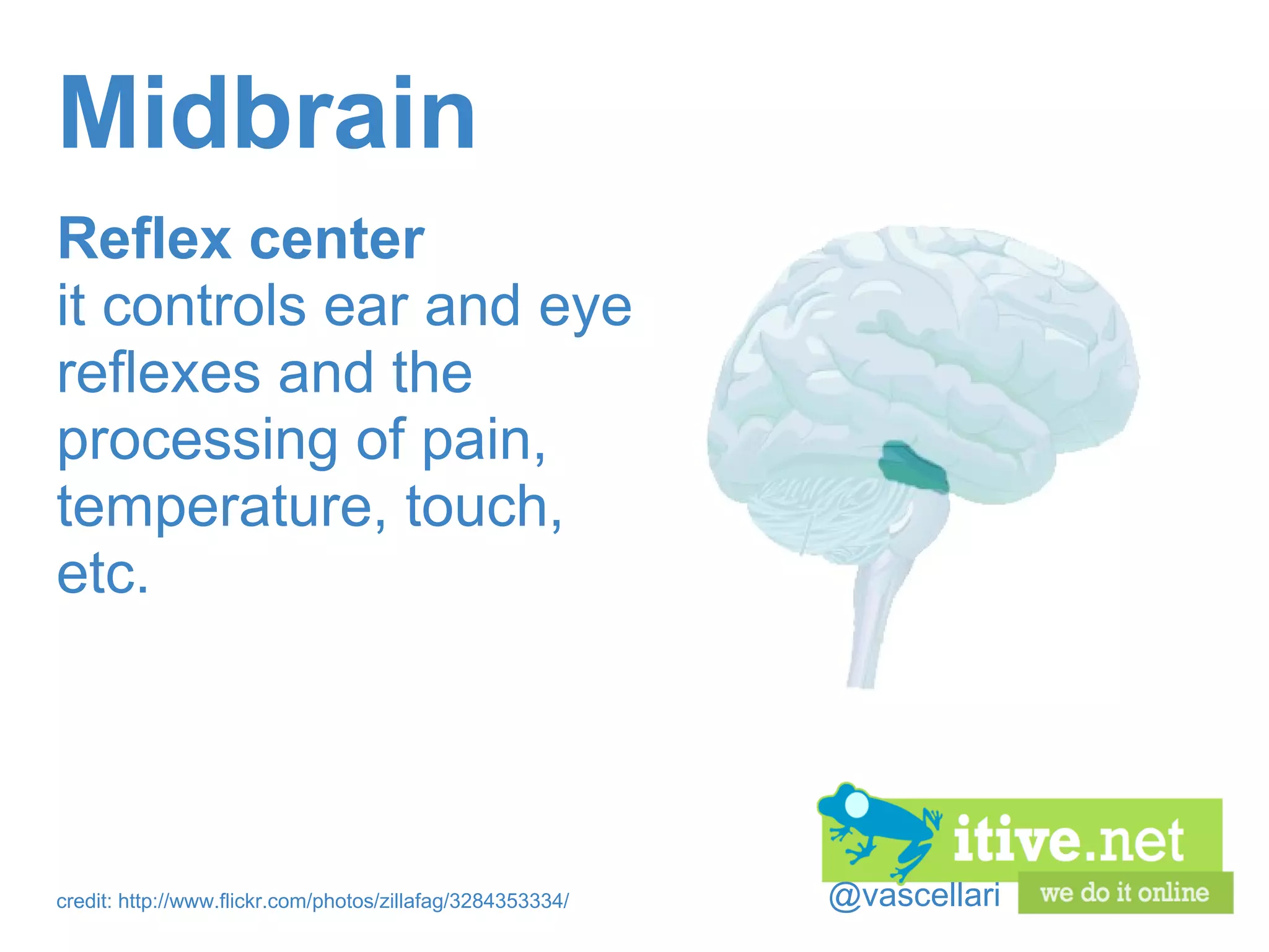@vascellari Midbrain Reflex center it controls ear and eye reflexes and the processing of pain, temperature, touch, etc. credit: http://www.flickr.com/photos/zillafag/3284353334/ 
