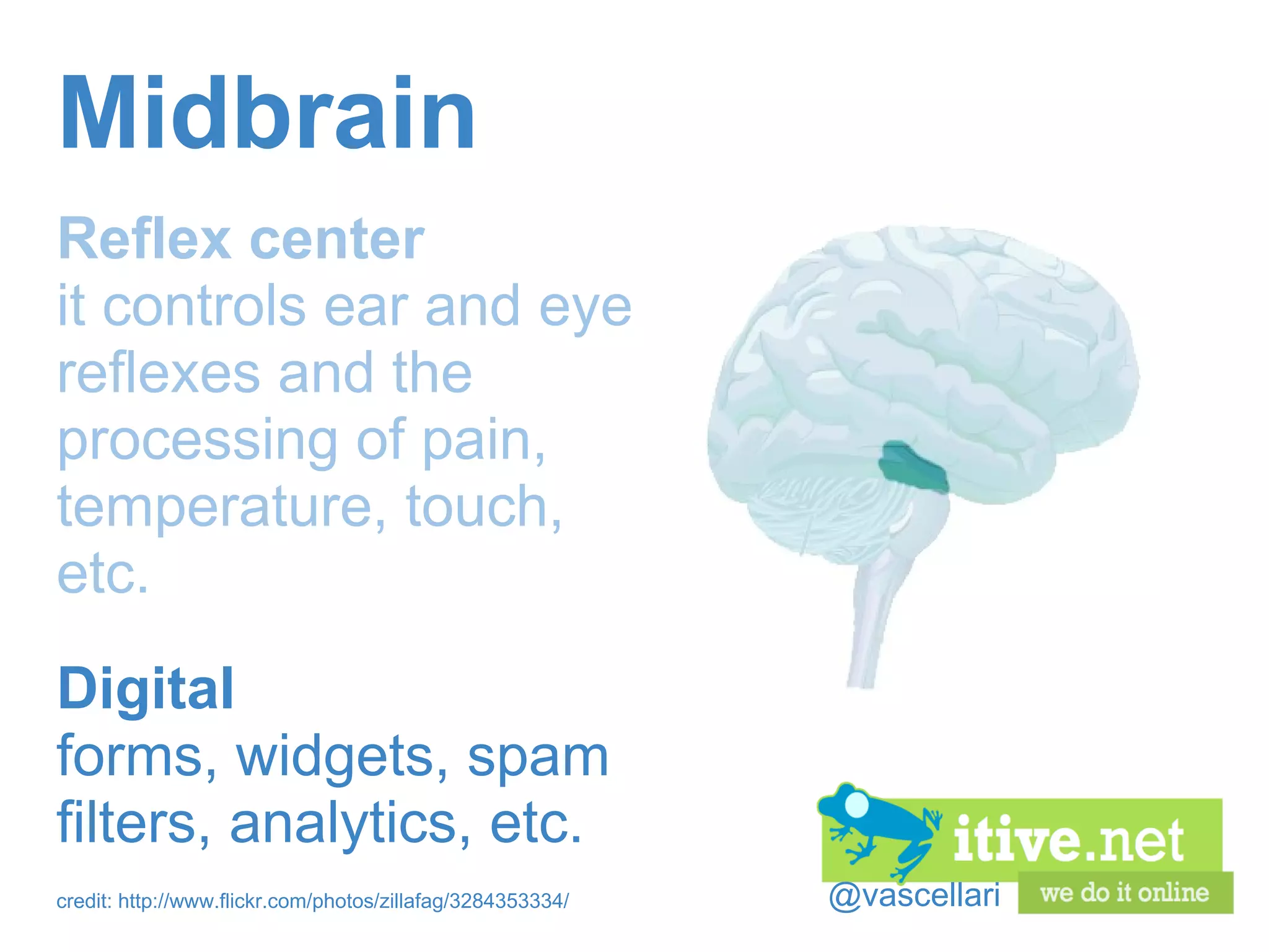 @vascellari Midbrain Reflex center it controls ear and eye reflexes and the processing of pain, temperature, touch, etc. Digital forms, widgets, spam filters, analytics, etc. credit: http://www.flickr.com/photos/zillafag/3284353334/ 