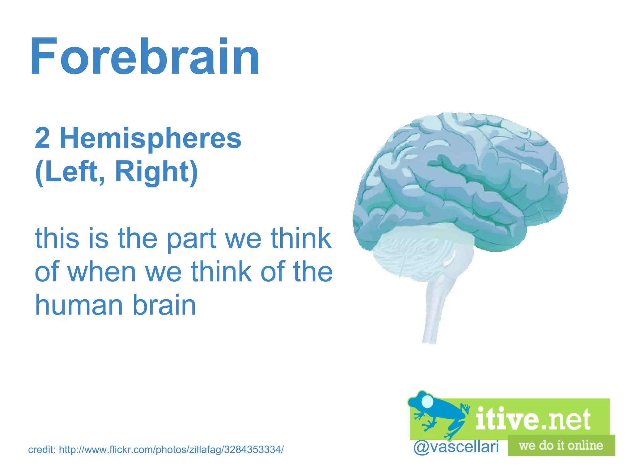 @vascellari Forebrain 2 Hemispheres (Left, Right) this is the part we think of when we think of the human brain credit: http://www.flickr.com/photos/zillafag/3284353334/ 