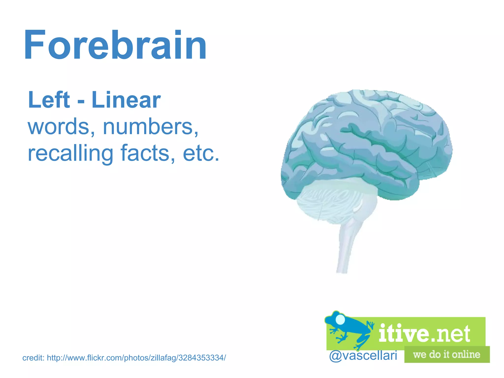 @vascellari Forebrain Left - Linear  words, numbers, recalling facts, etc. credit: http://www.flickr.com/photos/zillafag/3284353334/ 