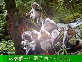 这家猴一年添了四个小宝宝。 