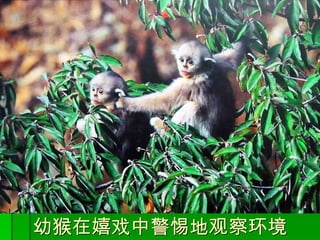 幼猴在嬉戏中警惕地观察环境 