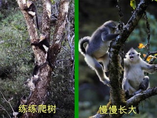 练练爬树 慢慢长大 