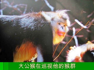 大公猴在巡视他的猴群 