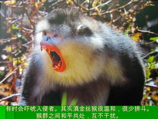 有时会吓唬入侵者。其实滇金丝猴很温和，很少拼斗。 猴群之间和平共处，互不干扰。 
