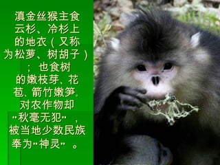滇金丝猴主食 云杉、冷杉上 的地衣（又称 为松萝、树胡子）； 也食树 的嫩枝芽 、 花 苞 、 箭竹嫩笋 。 对农作物却 “ 秋毫无犯 ”  ， 被当地少数民族 奉为 “ 神灵 ”   。 